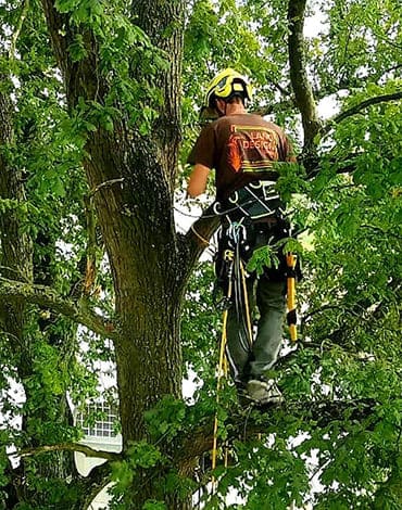 Baumrückschnittarbeiten mit Sicherungen