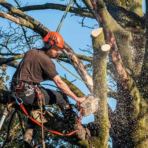 Baumrückschnittarbeiten mit Sicherungen