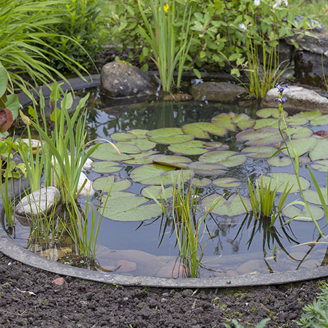 Teichbild im Garten